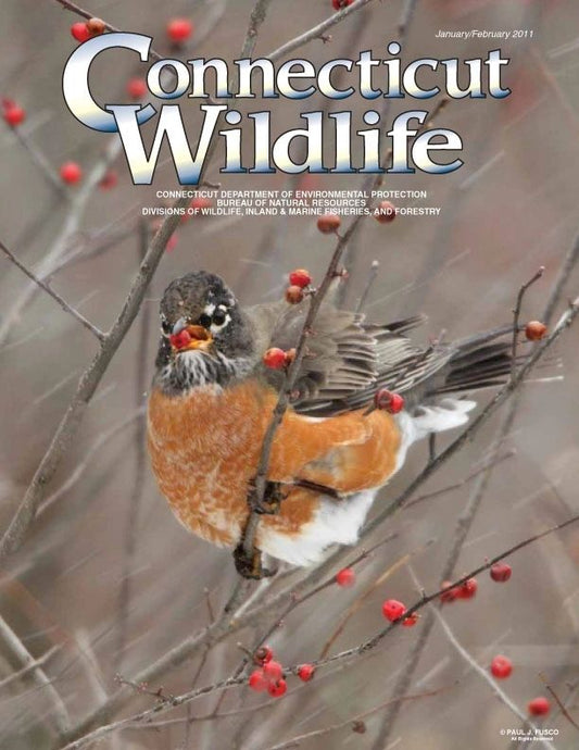 Connecticut Wildlife magazine